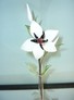 White Star